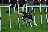 Royal Canin Masters 2025 geldrop