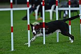 Royal Canin Masters 2025 geldrop