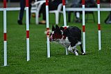 Royal Canin Masters 2025 geldrop