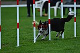 Royal Canin Masters 2025 geldrop