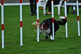 Royal Canin Masters 2025 geldrop