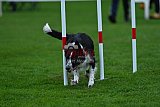 Royal Canin Masters 2025 geldrop
