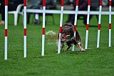 Royal Canin Masters 2025 geldrop