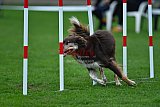 Royal Canin Masters 2025 geldrop