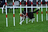 Royal Canin Masters 2025 geldrop