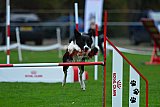 Royal Canin Masters 2025 geldrop