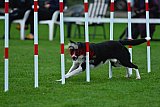 Royal Canin Masters 2025 geldrop