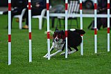 Royal Canin Masters 2025 geldrop