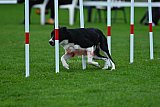 Royal Canin Masters 2025 geldrop