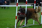 Royal Canin Masters 2025 geldrop
