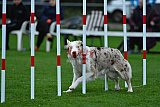 Royal Canin Masters 2025 geldrop