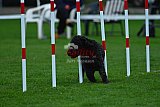 Royal Canin Masters 2025 geldrop