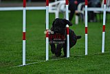 Royal Canin Masters 2025 geldrop