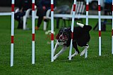 Royal Canin Masters 2025 geldrop