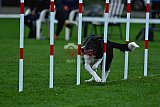 Royal Canin Masters 2025 geldrop