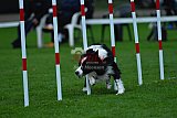 Royal Canin Masters 2025 geldrop