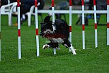 Royal Canin Masters 2025 geldrop