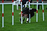 Royal Canin Masters 2025 geldrop