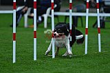 Royal Canin Masters 2025 geldrop