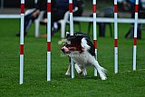 Royal Canin Masters 2025 geldrop