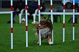 Royal Canin Masters 2025 geldrop