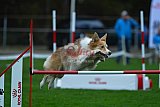 Royal Canin Masters 2025 geldrop
