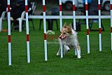 Royal Canin Masters 2025 geldrop