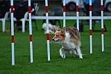 Royal Canin Masters 2025 geldrop