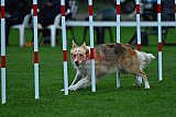 Royal Canin Masters 2025 geldrop