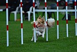 Royal Canin Masters 2025 geldrop
