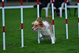 Royal Canin Masters 2025 geldrop