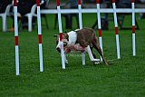 Royal Canin Masters 2025 geldrop