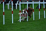 Royal Canin Masters 2025 geldrop
