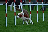 Royal Canin Masters 2025 geldrop