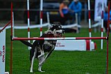 Royal Canin Masters 2025 geldrop