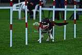 Royal Canin Masters 2025 geldrop