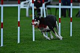 Royal Canin Masters 2025 geldrop