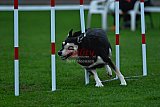 Royal Canin Masters 2025 geldrop