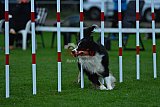 Royal Canin Masters 2025 geldrop