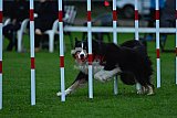 Royal Canin Masters 2025 geldrop