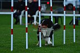 Royal Canin Masters 2025 geldrop