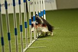 W.K. selectie hoogerheide zaterdag