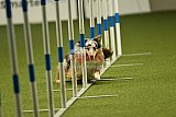 W.K. selectie hoogerheide zaterdag