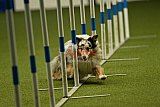 W.K. selectie hoogerheide zaterdag