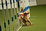 W.K. selectie hoogerheide zaterdag