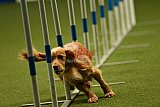 W.K. selectie hoogerheide zaterdag