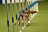 W.K. selectie hoogerheide zaterdag