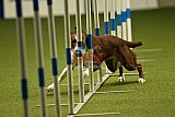 W.K. selectie hoogerheide zaterdag