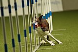 W.K. selectie hoogerheide zaterdag