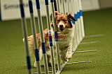 W.K. selectie hoogerheide zaterdag